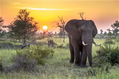 Afrikanischer Elefant